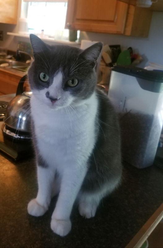 George, Adoptable, Adult Male Domestic Short Hair.