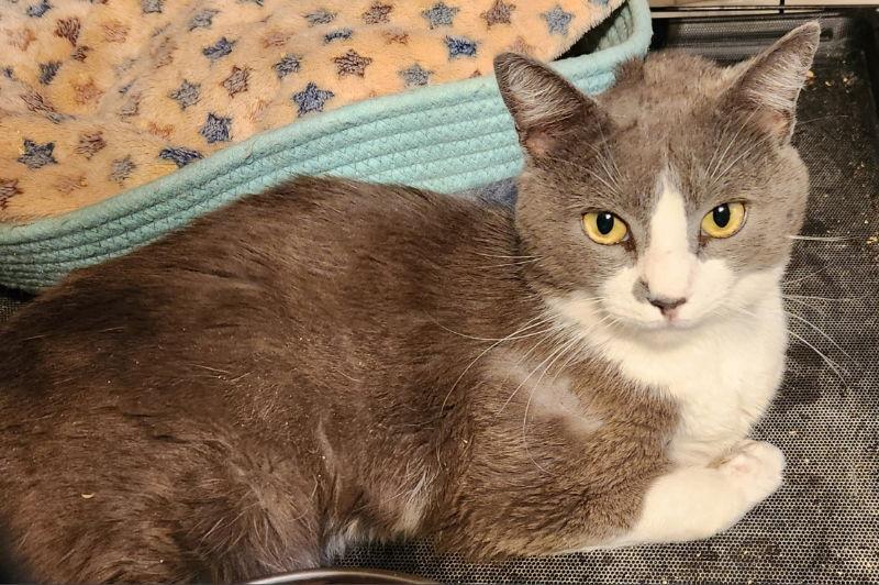 George, a Adoptable Domestic Short Hair in Pineville, LA image 2/4