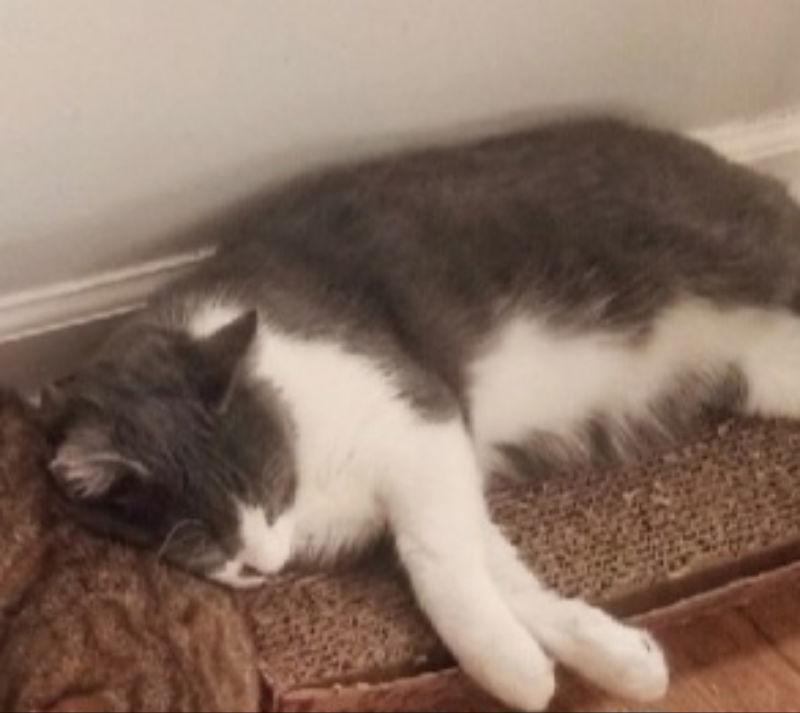 George, a Adoptable Domestic Short Hair in Pineville, LA image 3/4