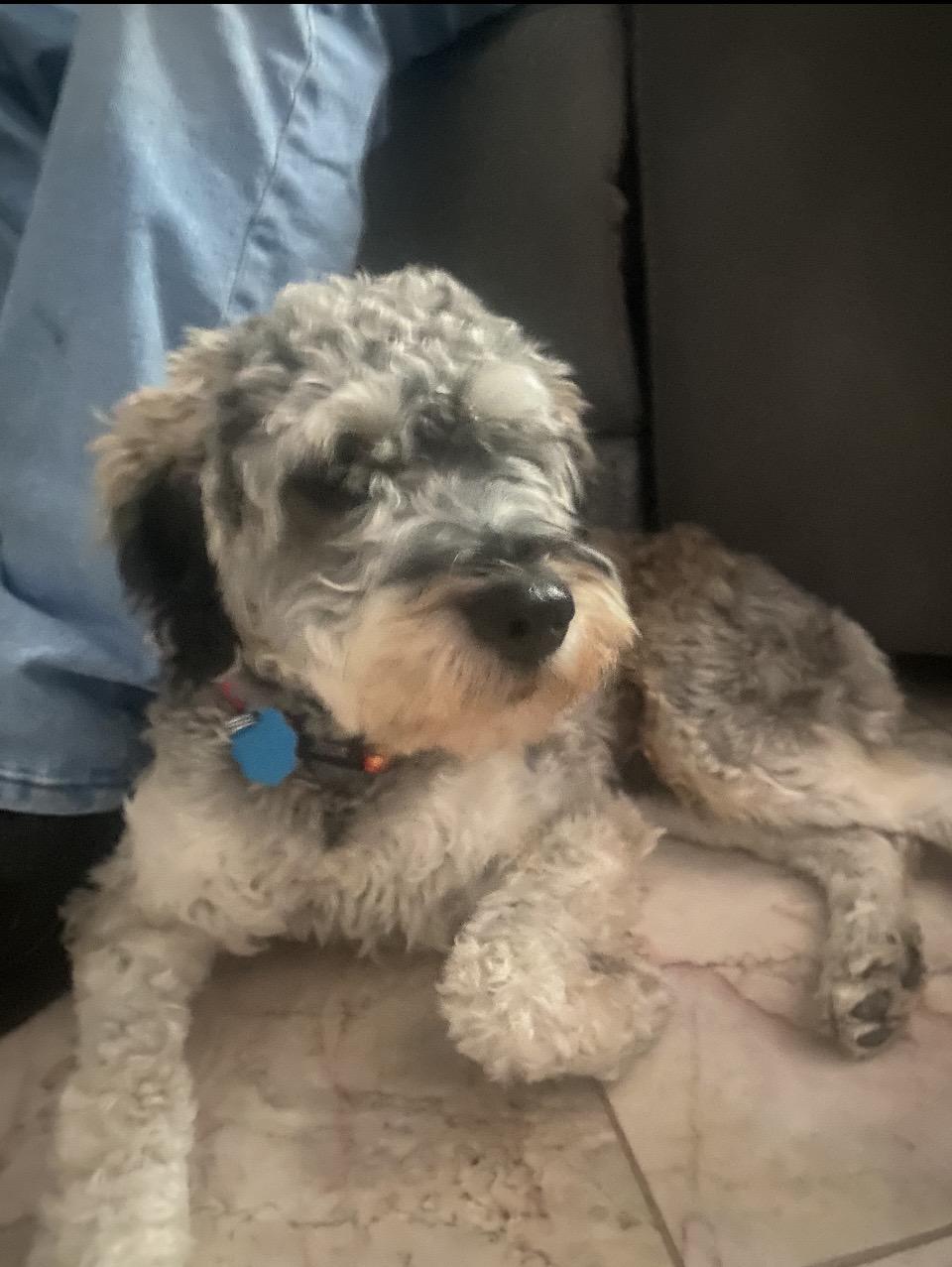 Rocky, Adopted, Young Male Miniature Schnauzer.