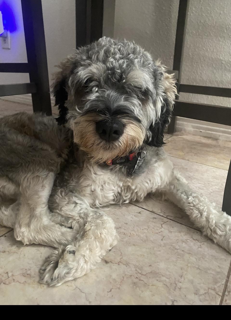 Enlarge Rocky, a Adopted Miniature Schnauzer in Las Vegas, NV image 4/6