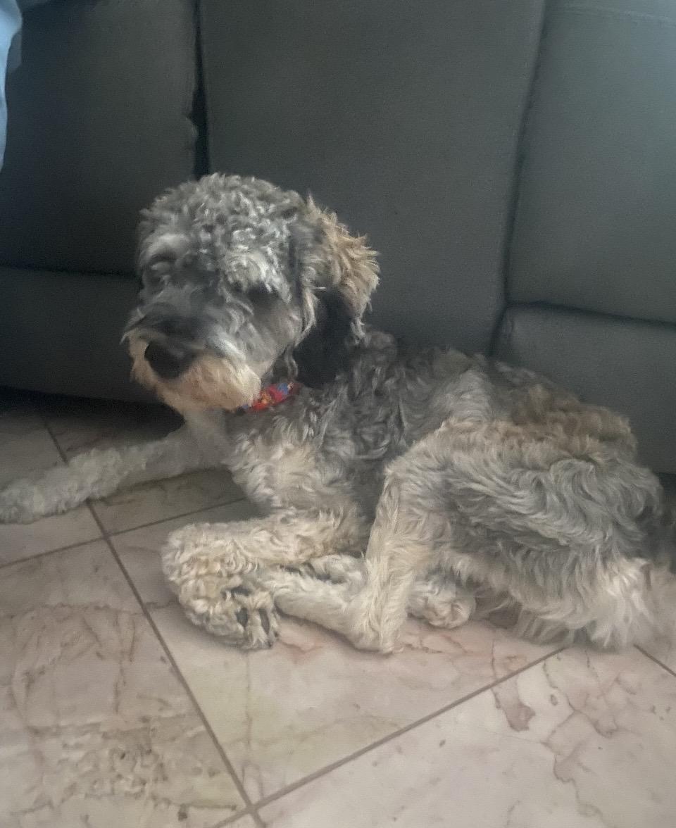 Enlarge Rocky, a Adopted Miniature Schnauzer in Las Vegas, NV image 6/6