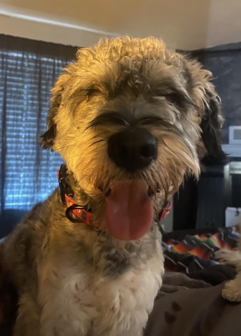 Enlarge Rocky, a Adopted Miniature Schnauzer in Las Vegas, NV image 5/6