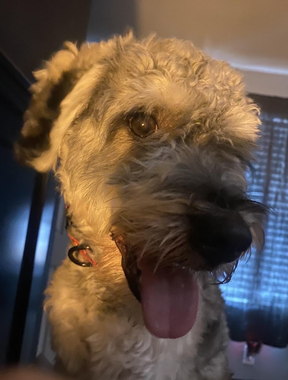 Enlarge Rocky, a Adopted Miniature Schnauzer in Las Vegas, NV image 2/6