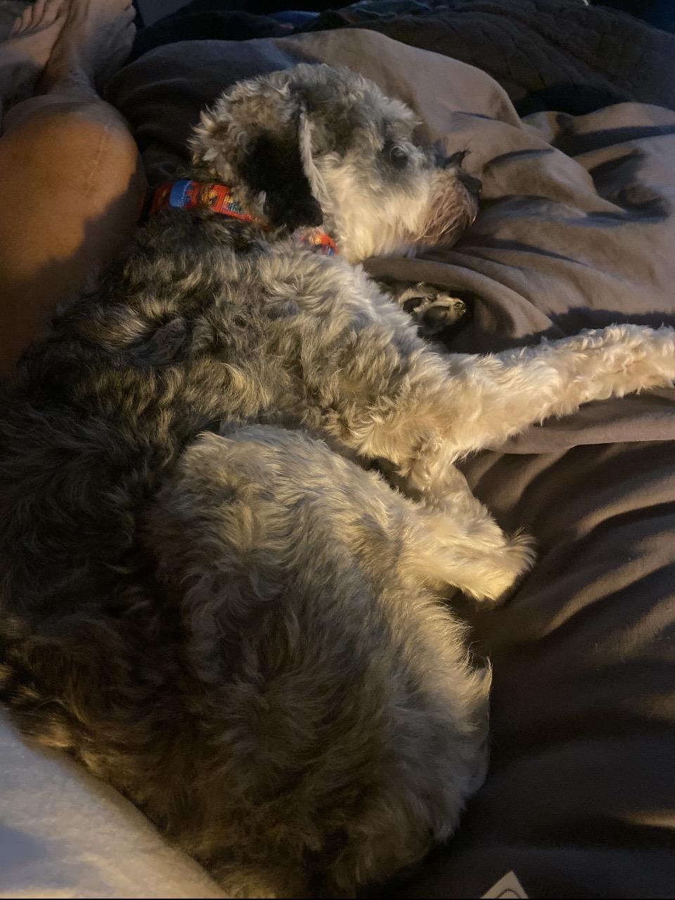 Enlarge Rocky, a Adopted Miniature Schnauzer in Las Vegas, NV image 3/6