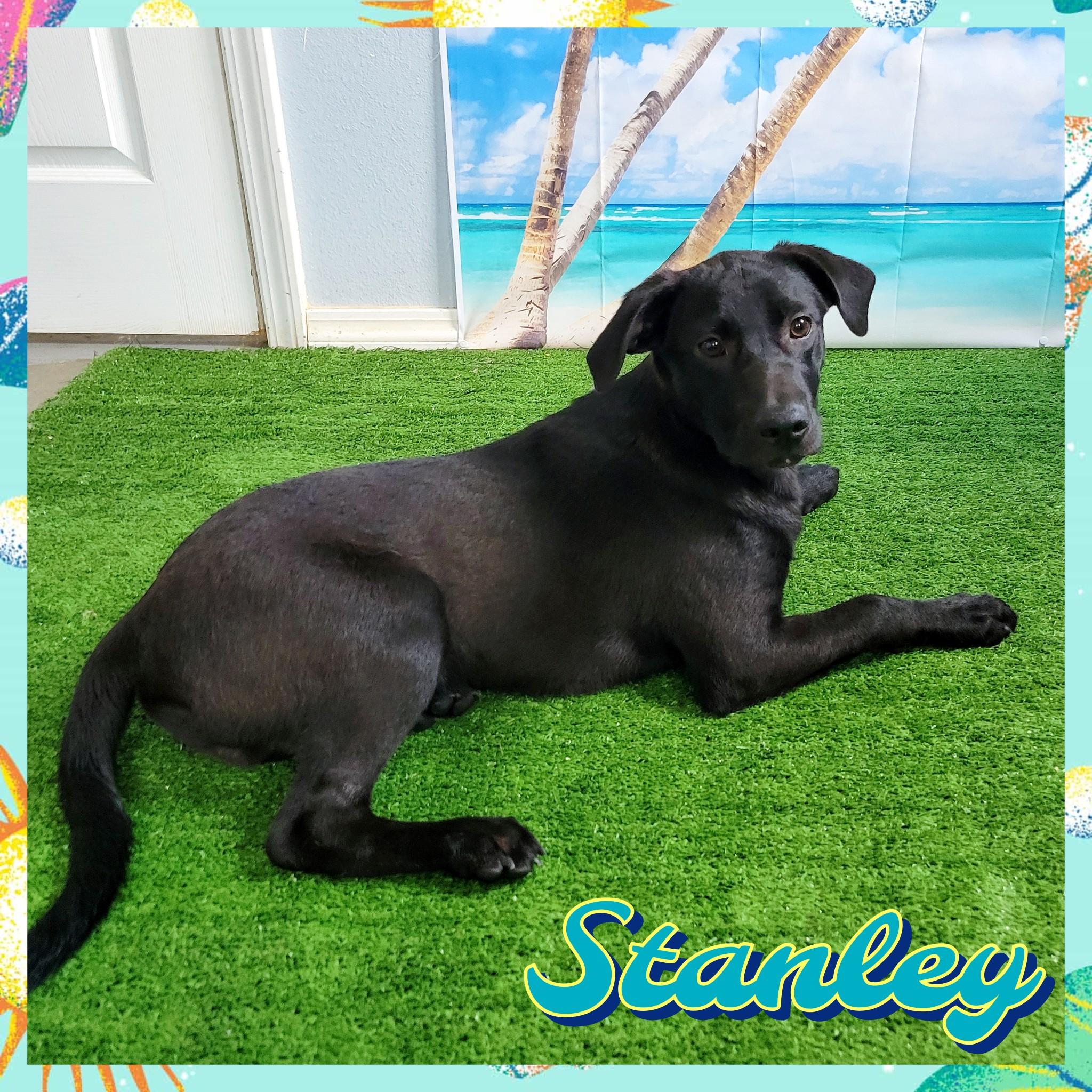 Enlarge Stanley, a Adoptable mixed breed in Daingerfield, TX image 1/2