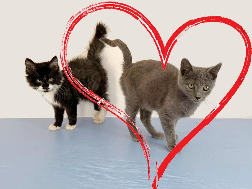 Enlarge Ophelia, an adopted Domestic Short Hair in Roswell, NM image 1/3