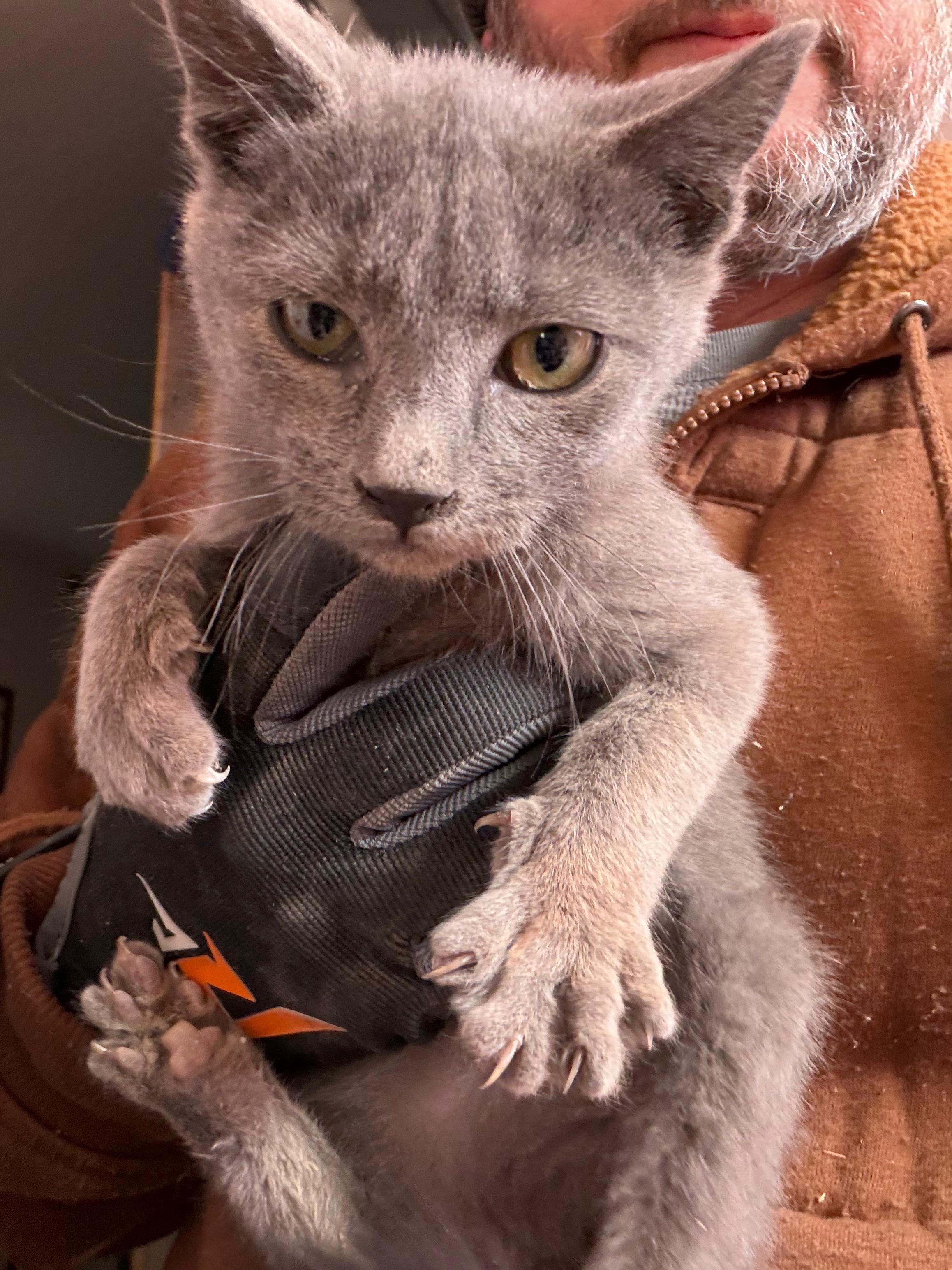 Enlarge Ophelia, an adopted Domestic Short Hair in Roswell, NM image 3/3