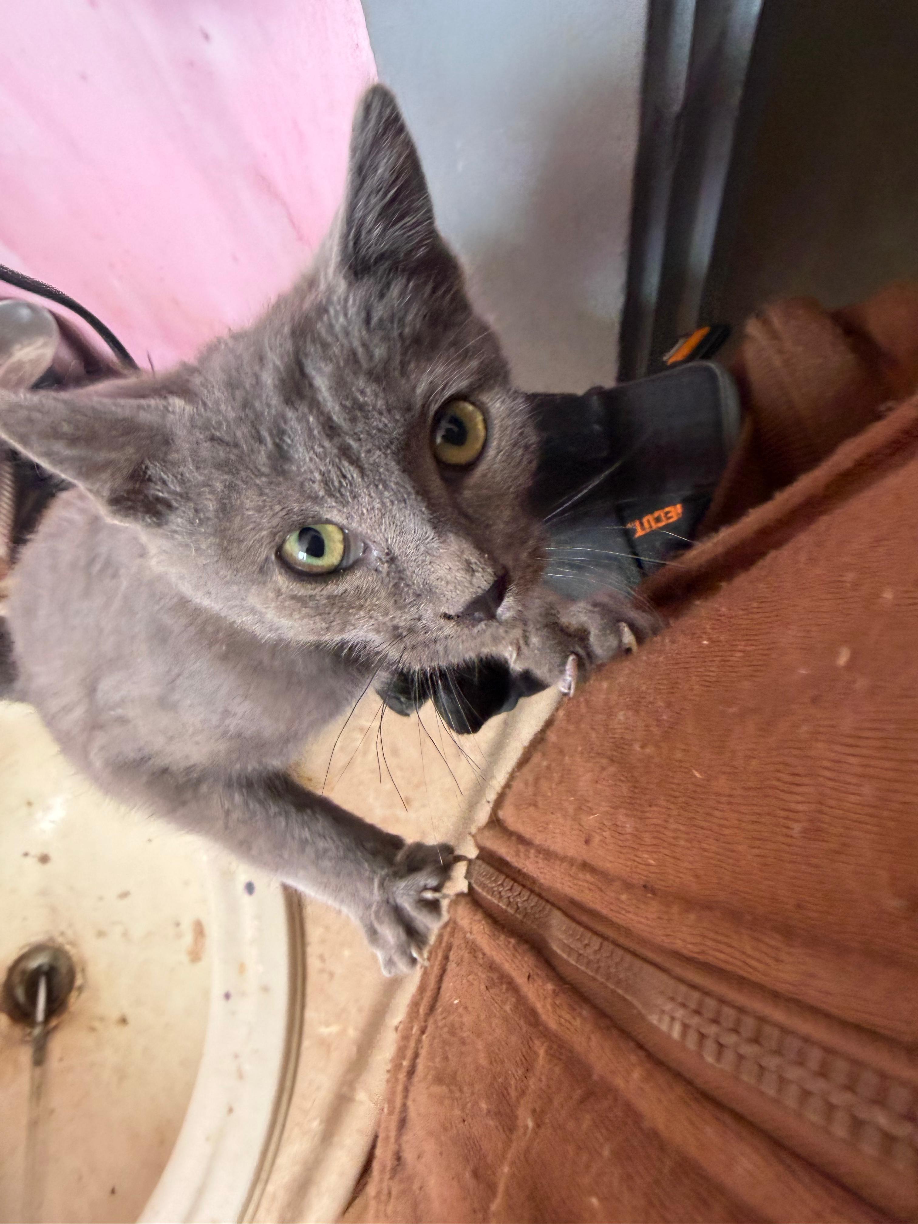 Enlarge Ophelia, an adopted Domestic Short Hair in Roswell, NM image 2/3