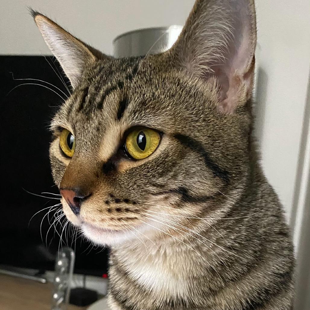 Enlarge Simba, a Adoptable Domestic Short Hair in Westhampton, NY image 1/4