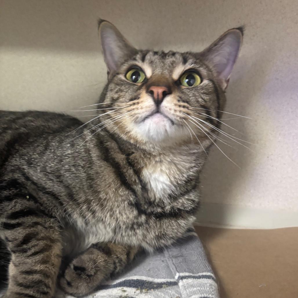 Enlarge Simba, a Adoptable Domestic Short Hair in Westhampton, NY image 3/4