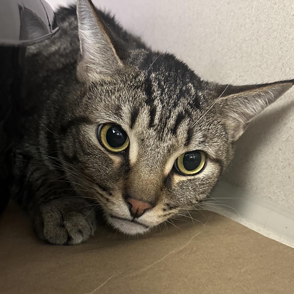 Enlarge Simba, a Adoptable Domestic Short Hair in Westhampton, NY image 4/4