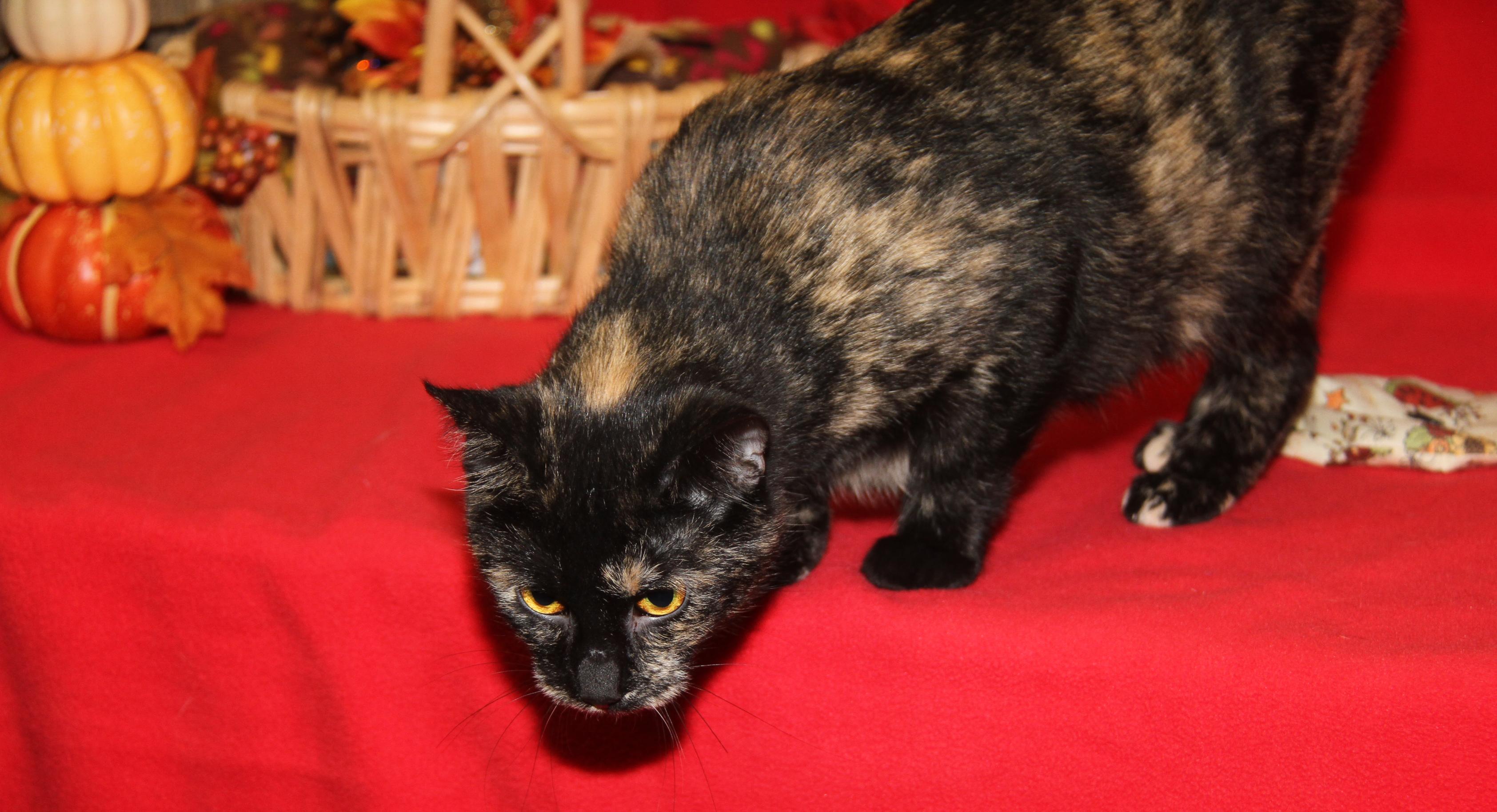 Seiko (Spayed) (Empty-Nester) (Photos 11/21/2025)