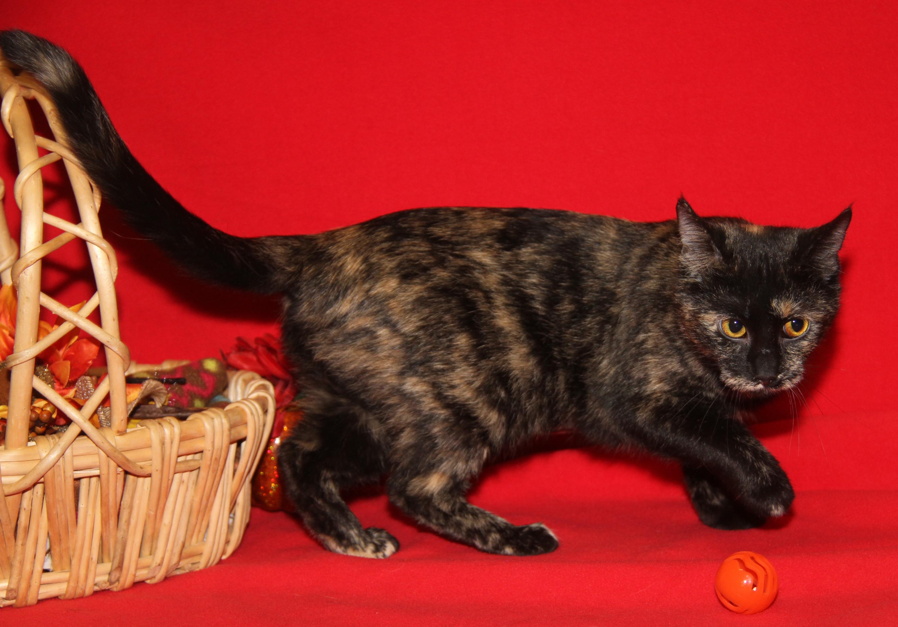 Seiko (Spayed) (Empty-Nester) (Photos 11/21/2025)