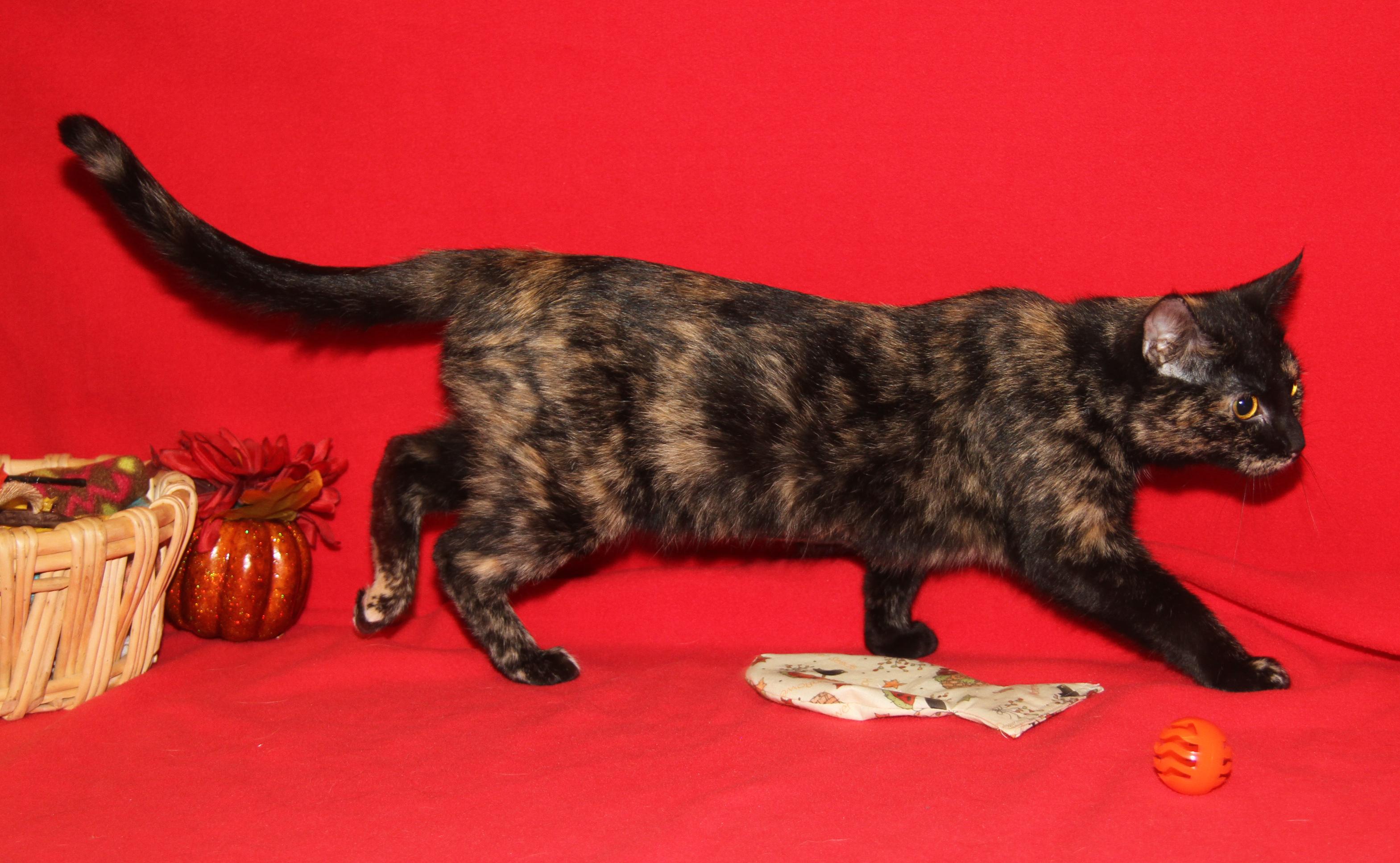 Seiko (Spayed) (Empty-Nester) (Photos 11/21/2025)