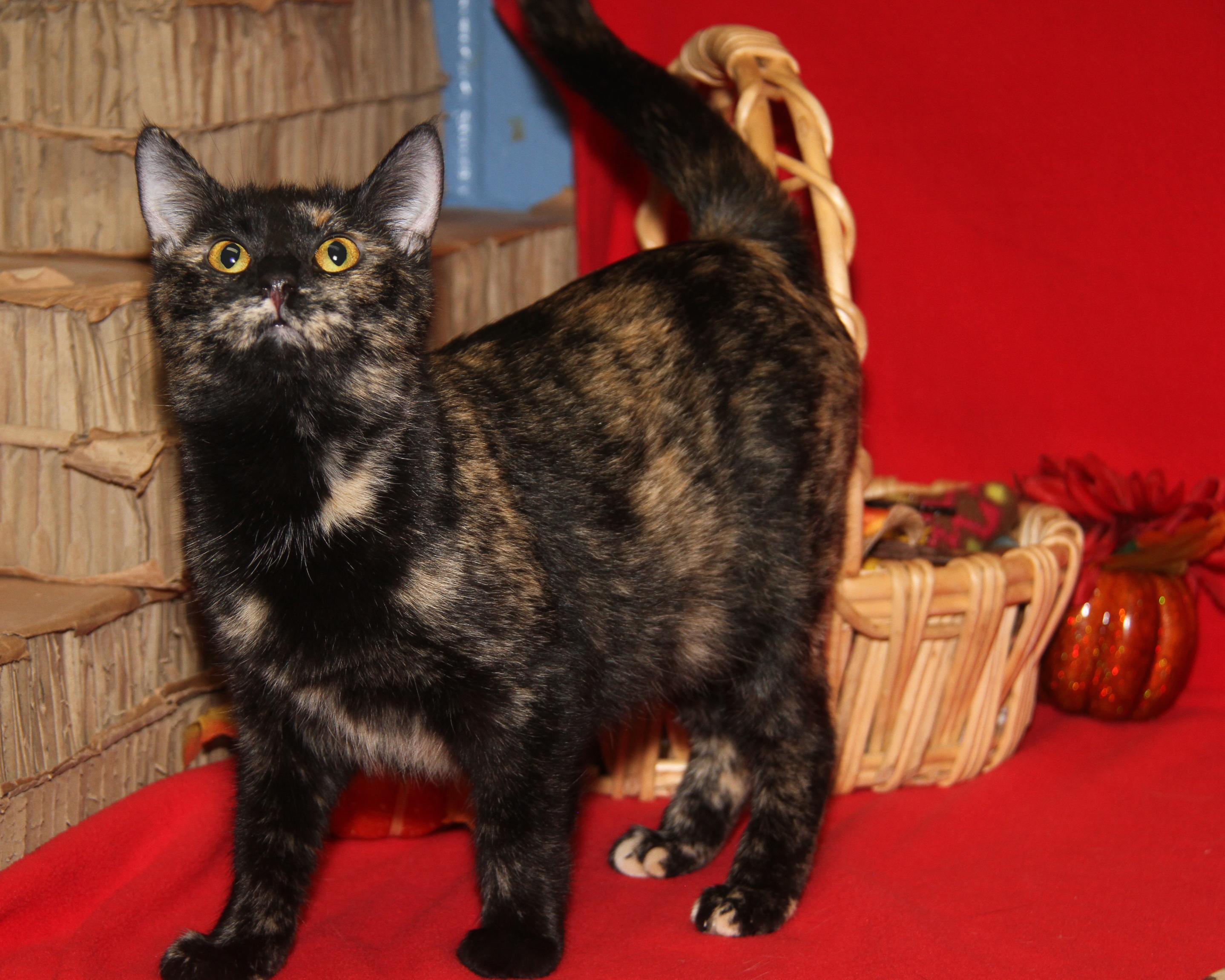 Seiko (Spayed) (Empty-Nester) (Photos 11/21/2025)