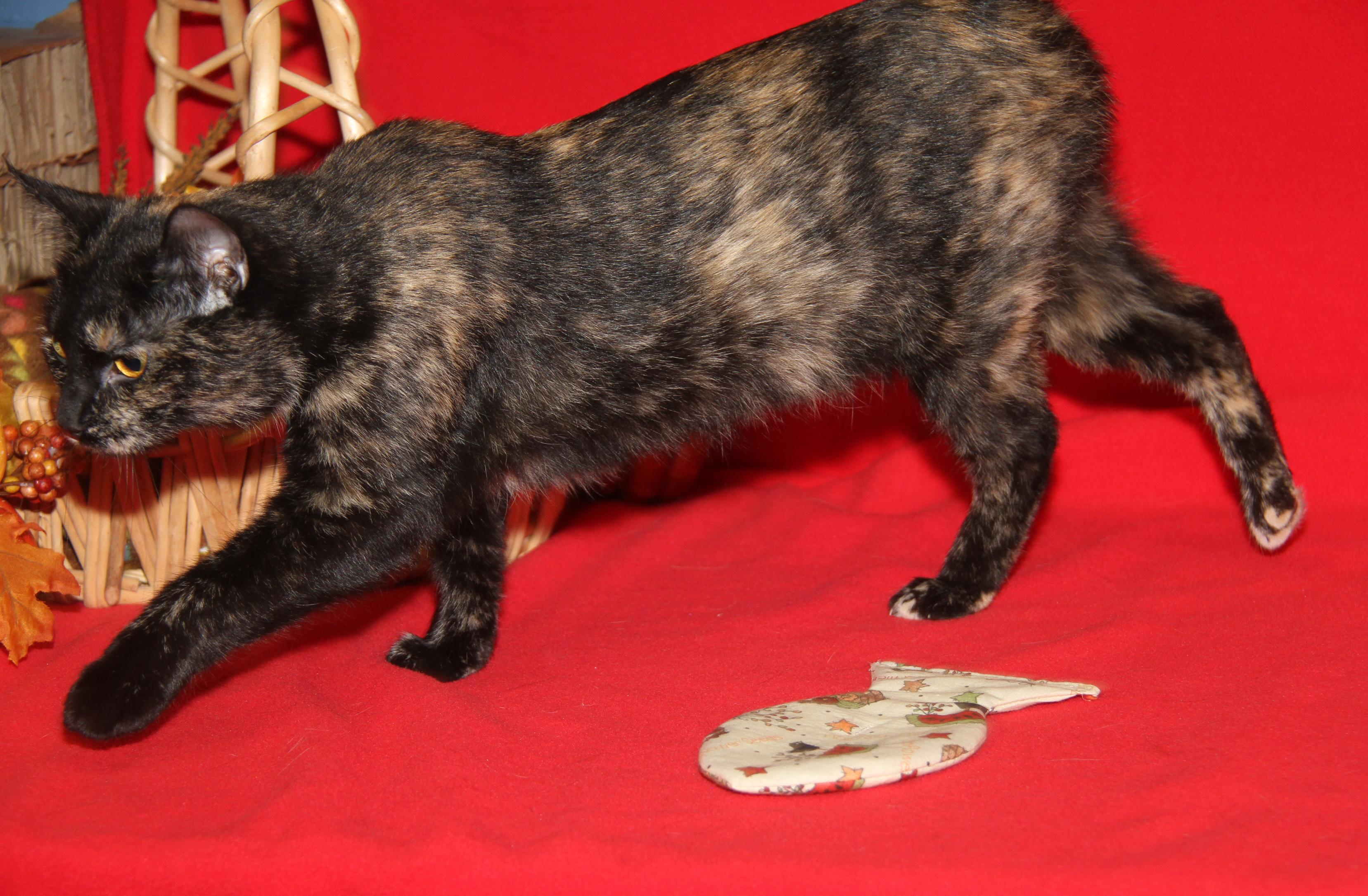 Seiko (Spayed) (Empty-Nester) (Photos 11/21/2025)