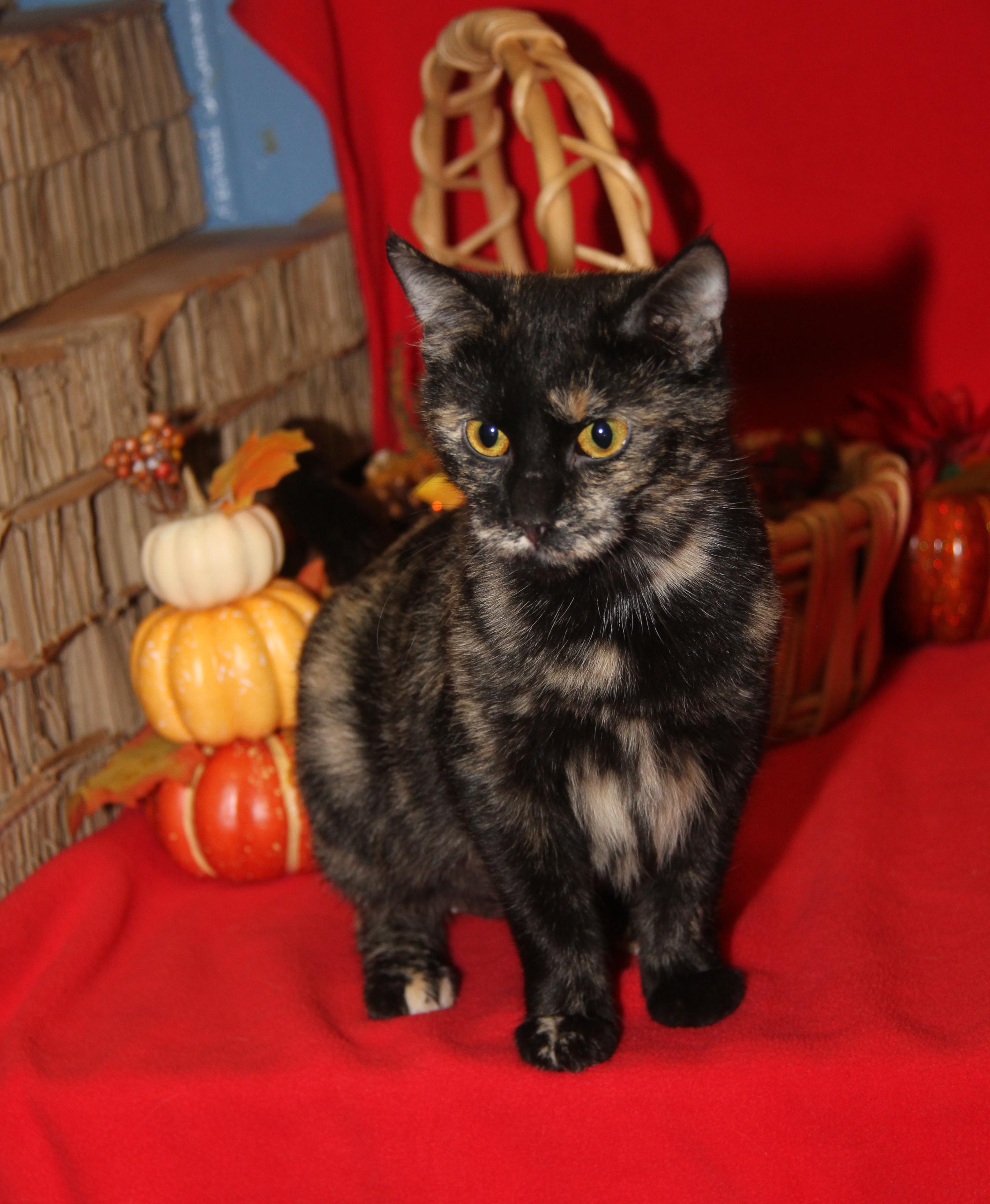 Seiko (Spayed) (Empty-Nester) (Photos 11/21/2025)