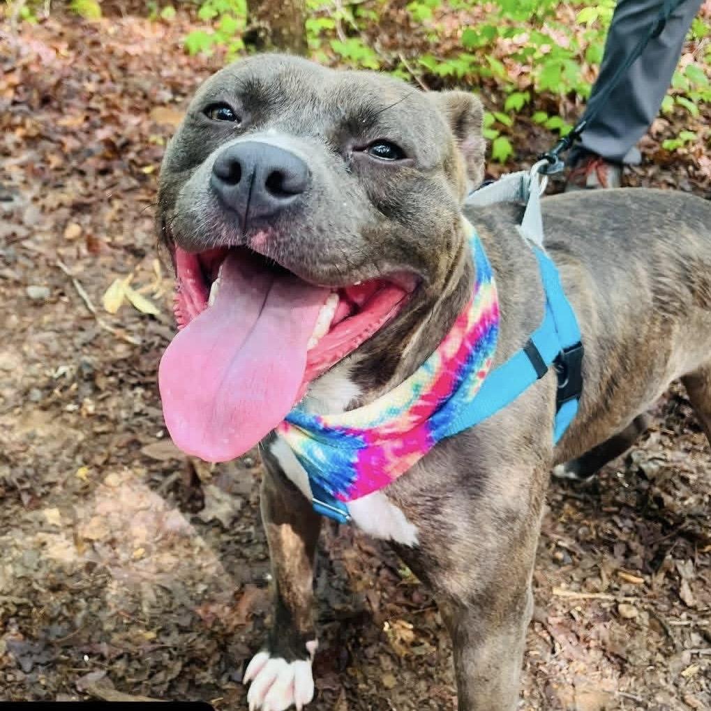 Buddy, Adoptable, Adult Male Mixed Breed.