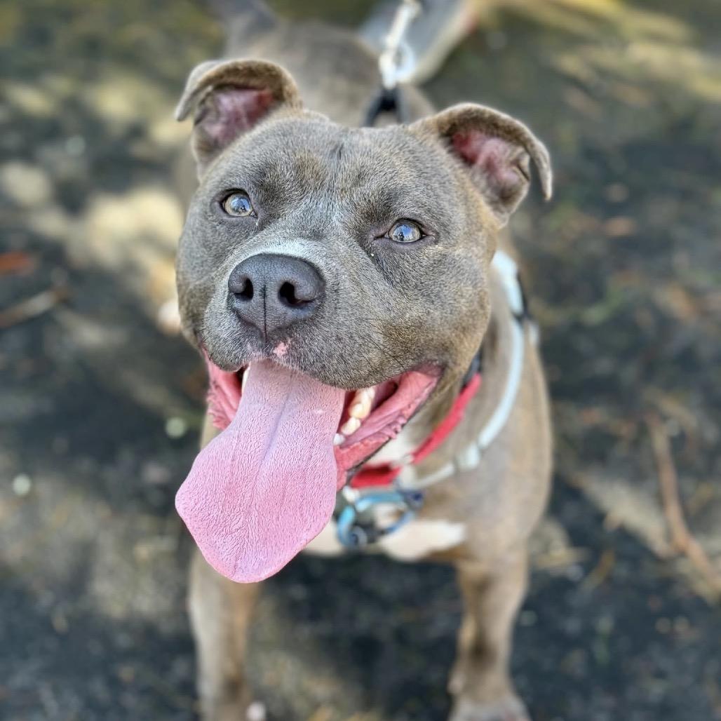 Enlarge Buddy, a Adoptable Mixed Breed in Asheville, NC image 2/6