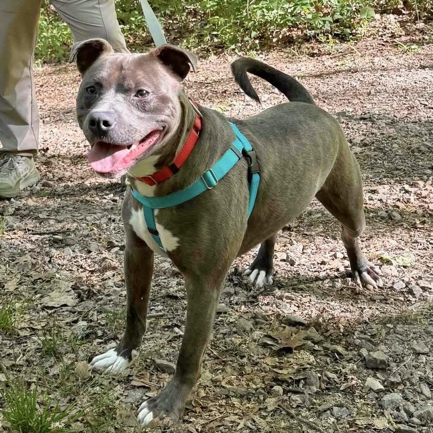Enlarge Buddy, a Adoptable Mixed Breed in Asheville, NC image 3/6