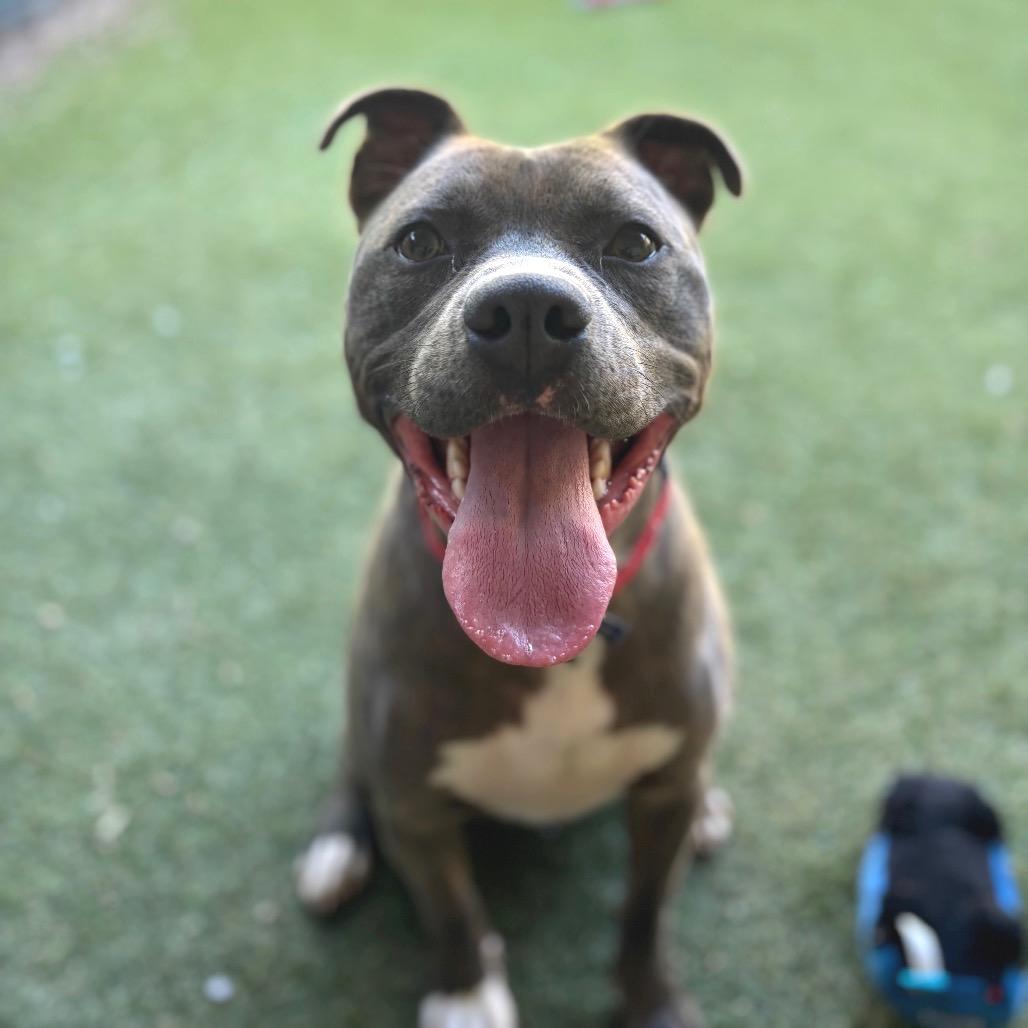 Enlarge Buddy, a Adoptable Mixed Breed in Asheville, NC image 4/6