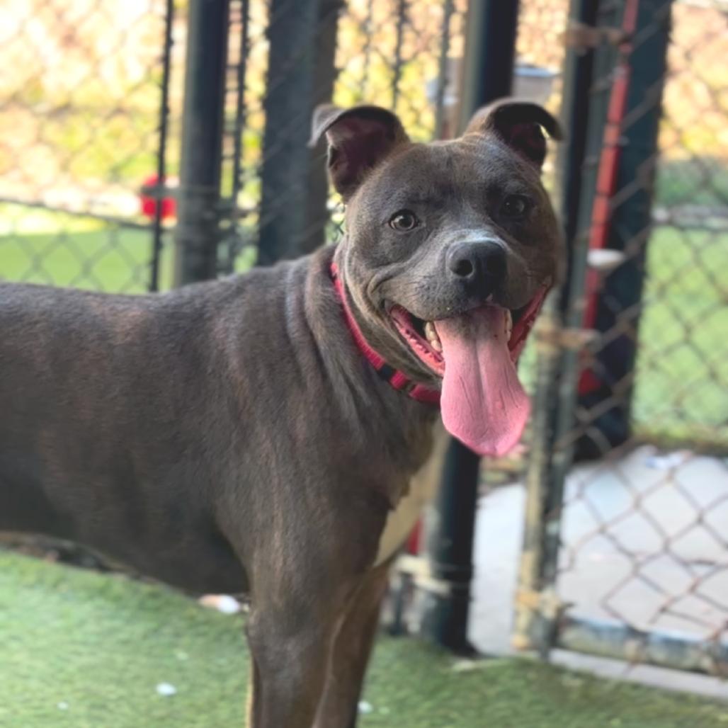 Enlarge Buddy, a Adoptable Mixed Breed in Asheville, NC image 5/6