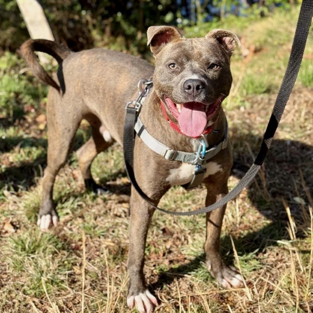 Enlarge Buddy, a Adoptable Mixed Breed in Asheville, NC image 6/6