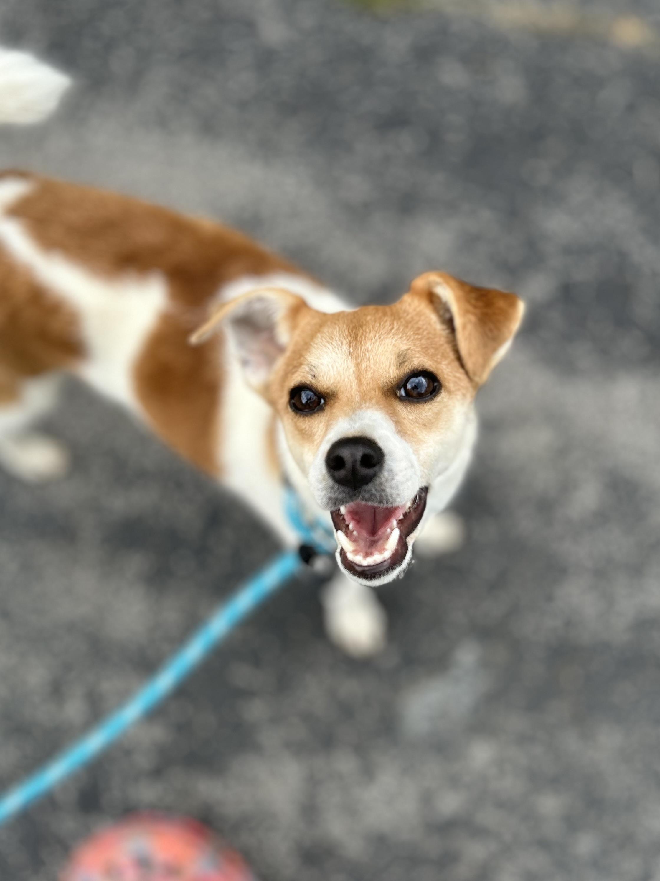 Weeble, a Adoptable mixed breed in West Falls, NY image 1/4