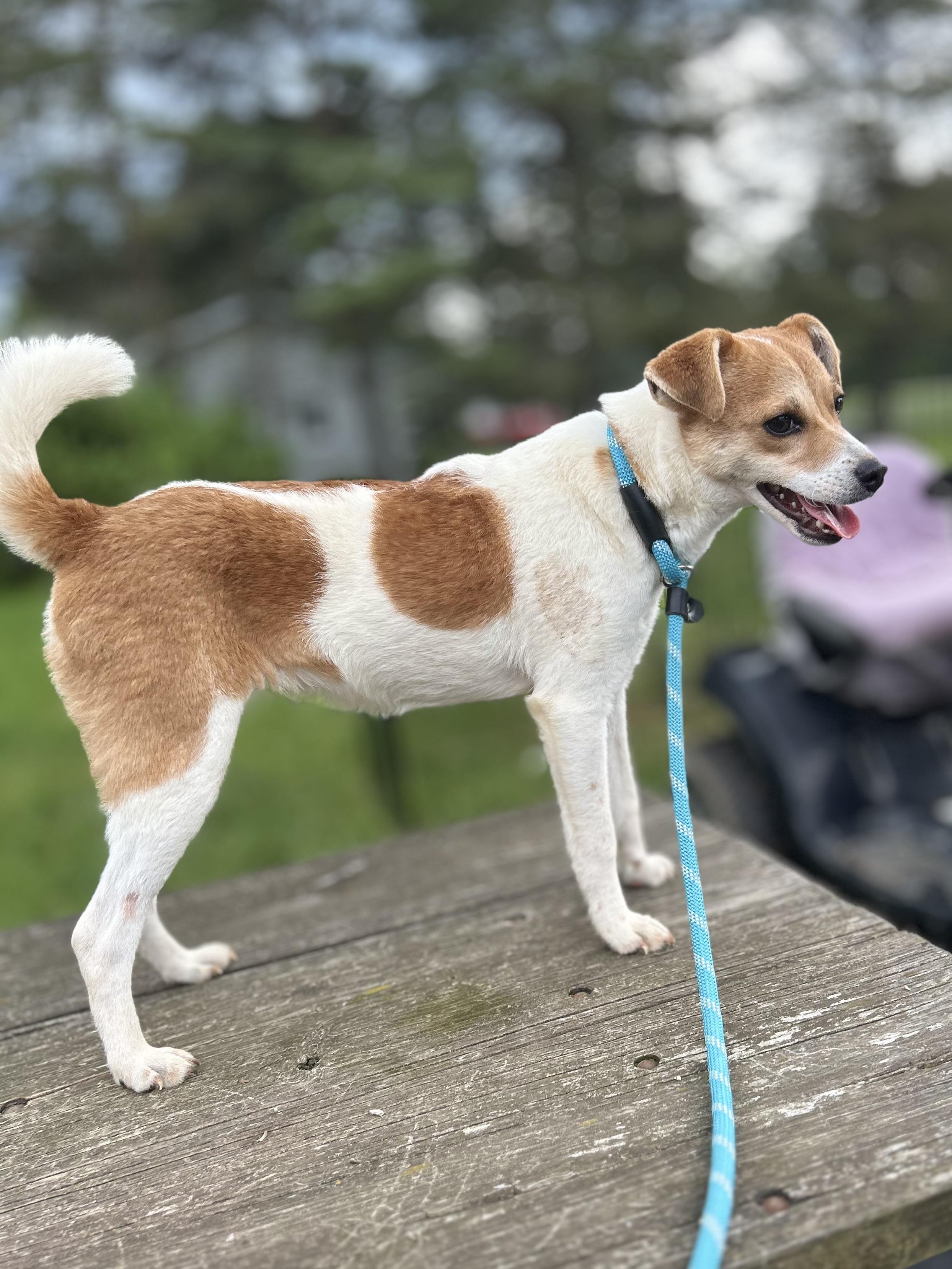 Weeble, a Adoptable mixed breed in West Falls, NY image 2/4