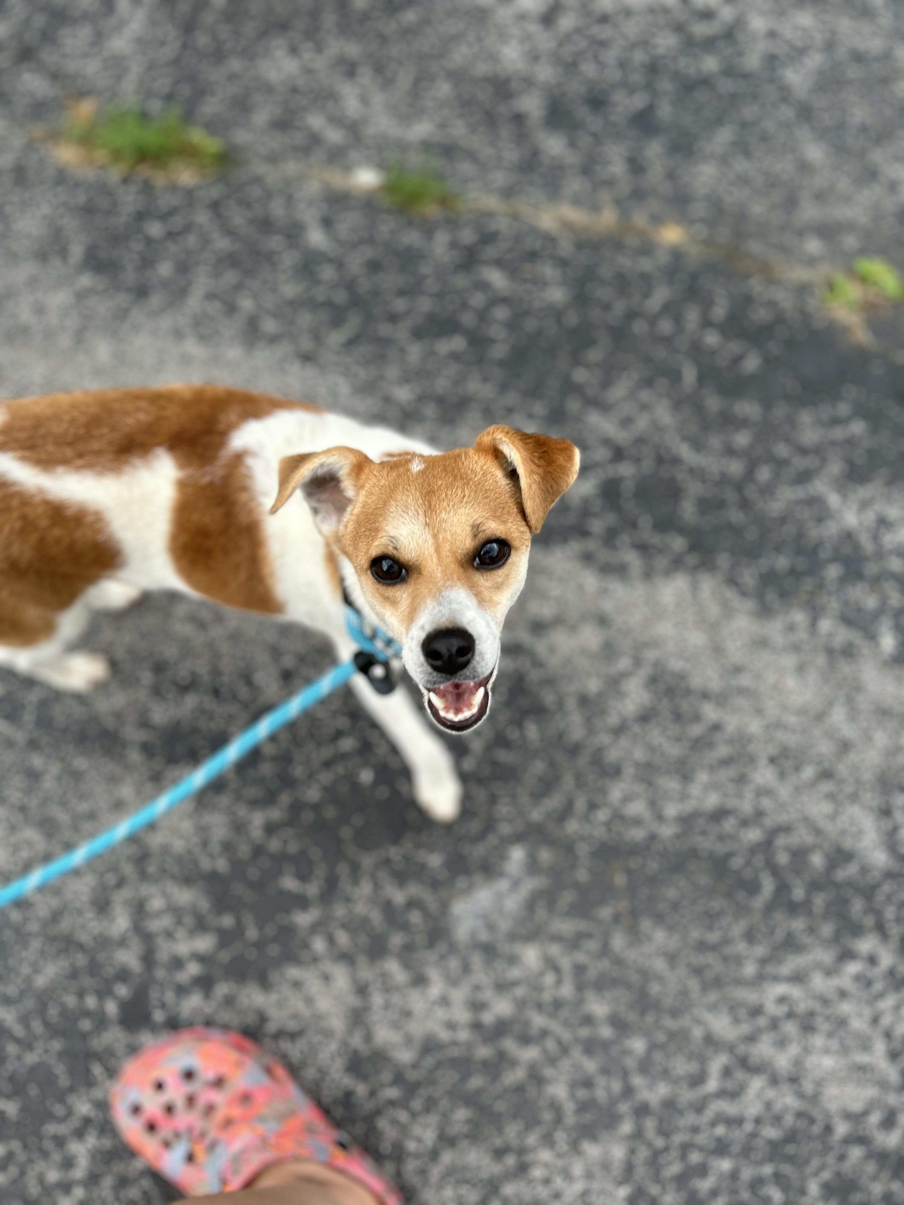 Weeble, a Adoptable mixed breed in West Falls, NY image 3/4
