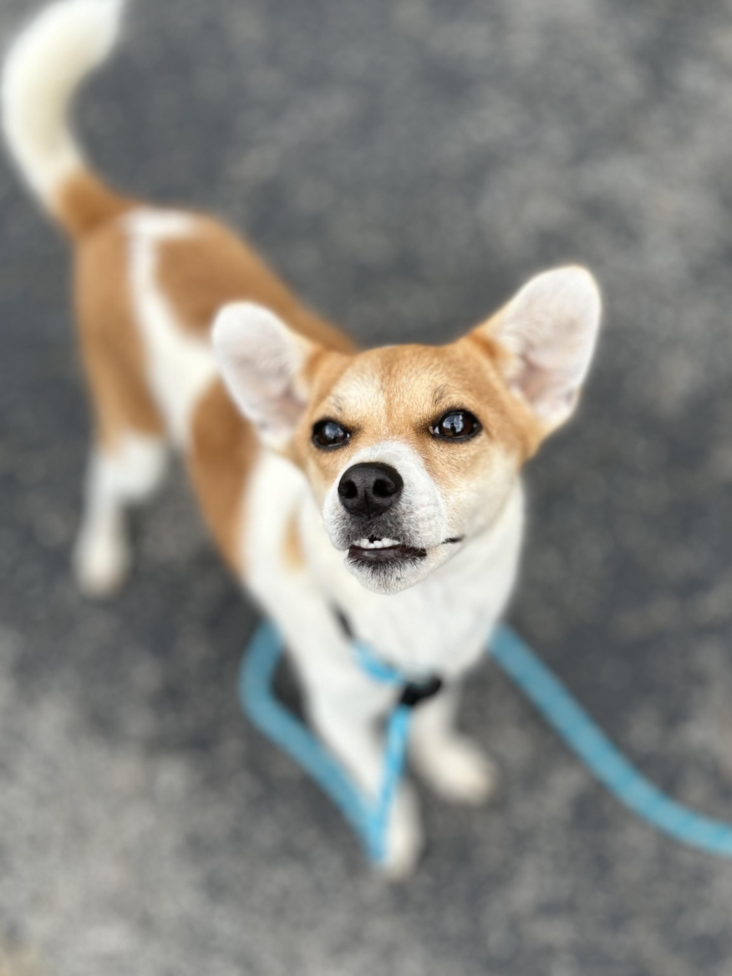 Weeble, a Adoptable mixed breed in West Falls, NY image 4/4