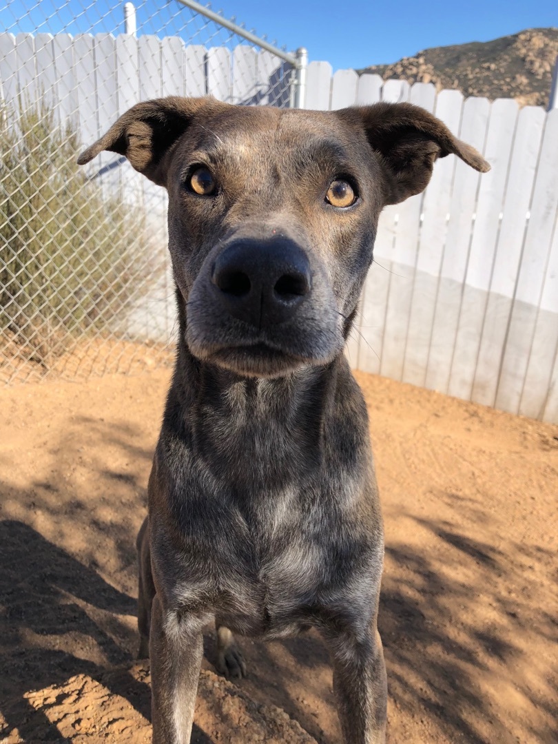 Lucky, a Adoptable mixed breed in Superior, MT image 1/6