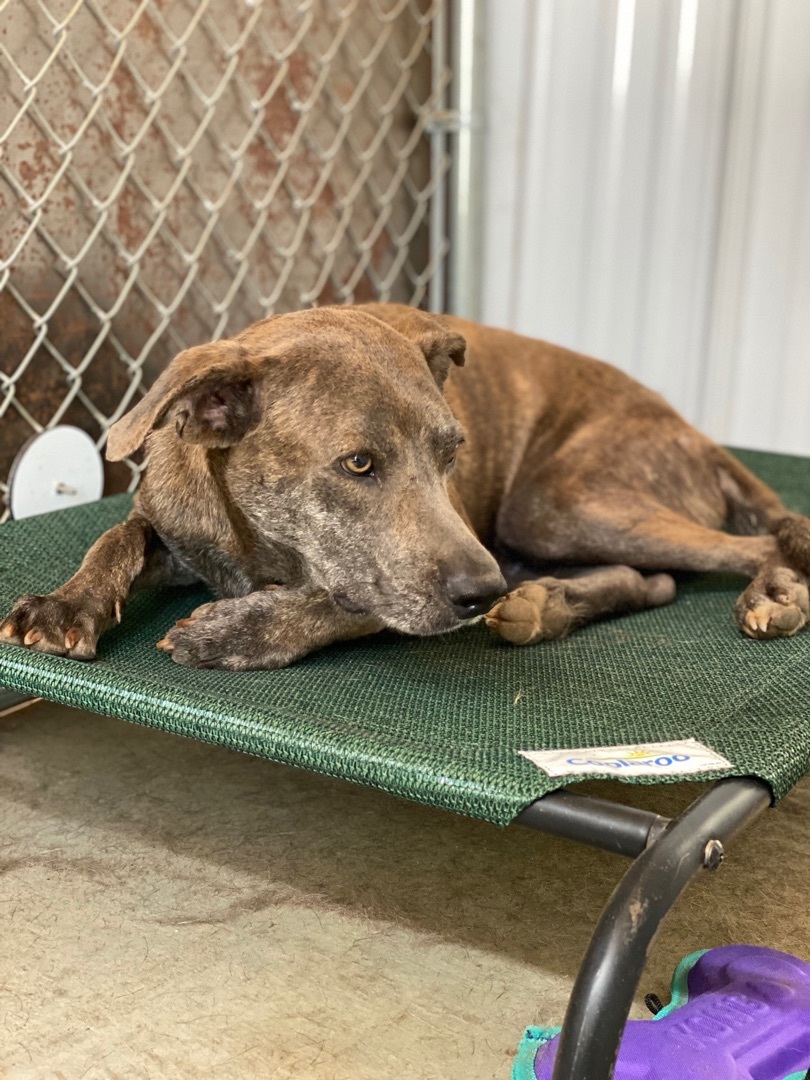 Lucky, a Adoptable mixed breed in Superior, MT image 2/6