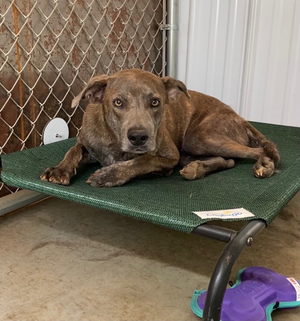 Lucky, a Adoptable mixed breed in Superior, MT image 3/6