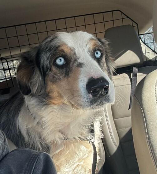 Tilly, Adopted, Young Female Australian Shepherd.