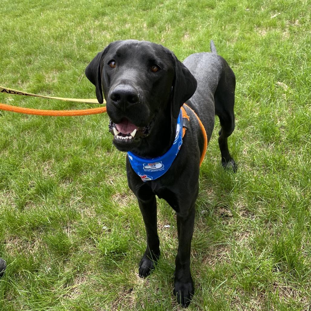 Cole, Adoptable, Adult Male Mixed Breed & Black Labrador Retriever.