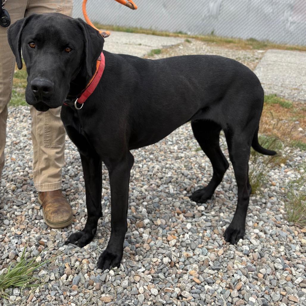 Cole, Adoptable, Adult Male Black Labrador Retriever.