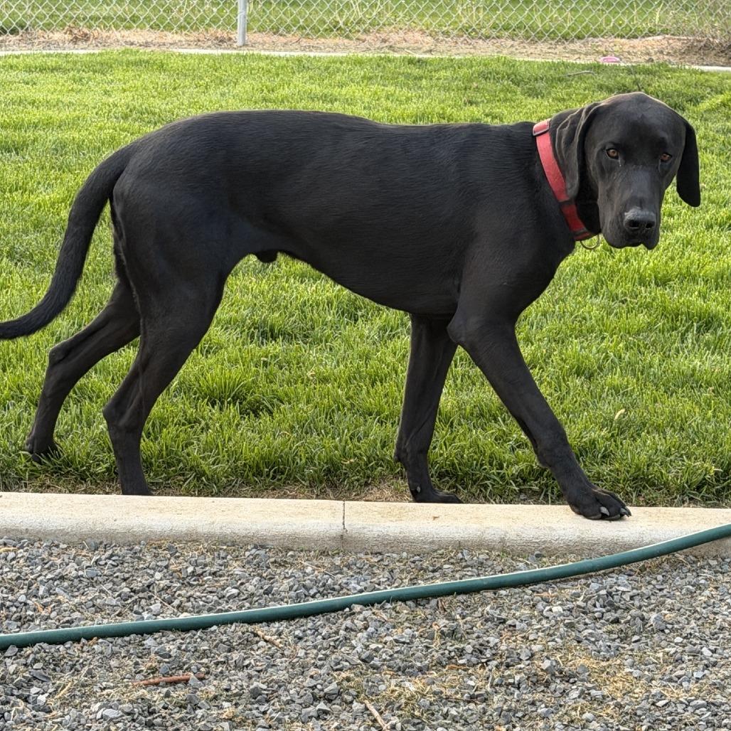 Enlarge Cole, a Adoptable Black Labrador Retriever in Spokane, WA image 2/2