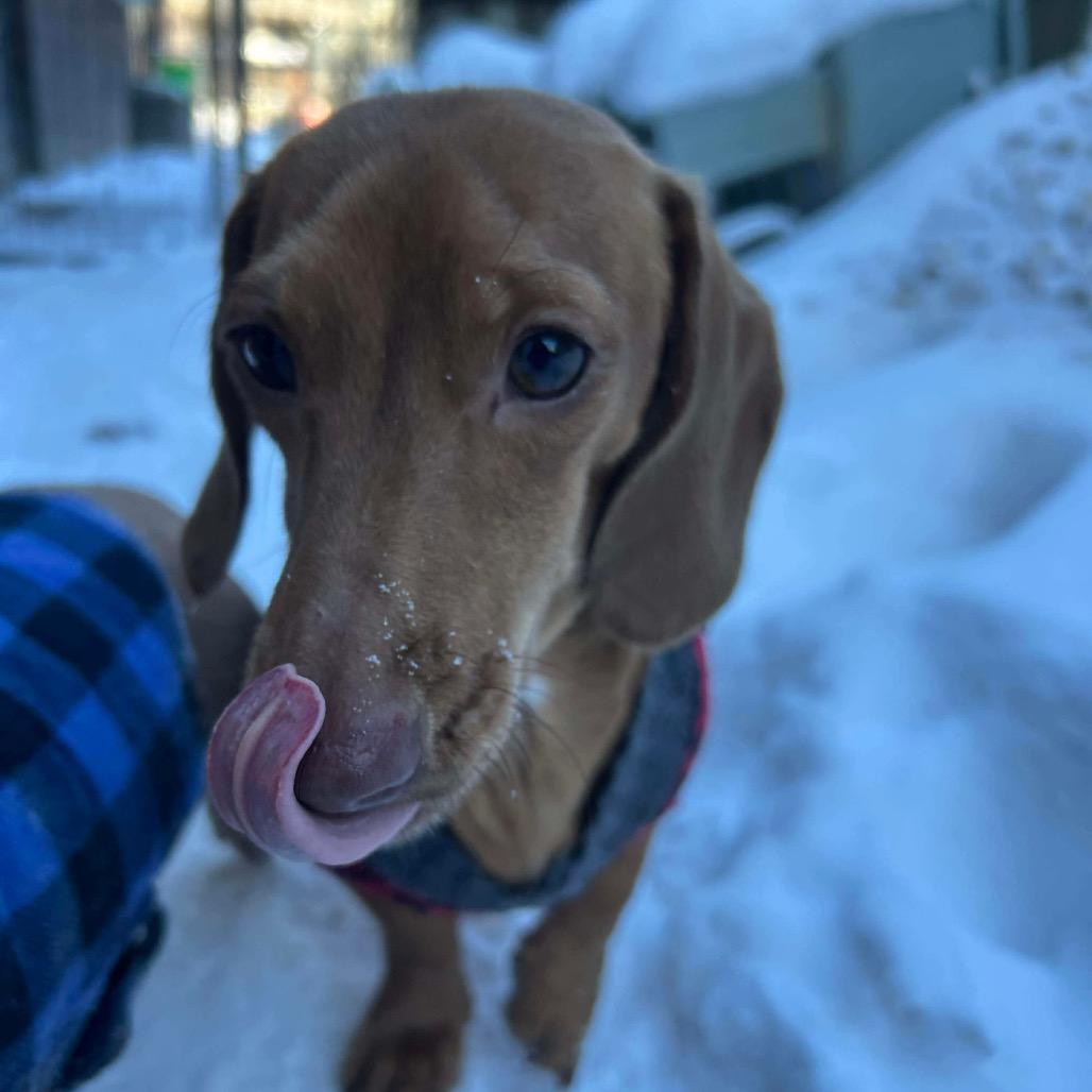 Enlarge CHARLIE, a Adoptable Miniature Dachshund in Union City, PA image 1/6
