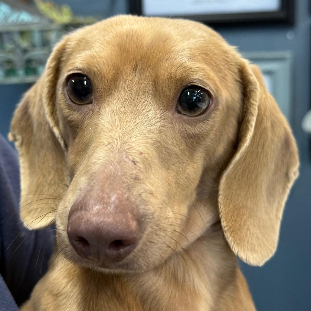 Enlarge CHARLIE, a Adoptable Miniature Dachshund in Union City, PA image 2/6