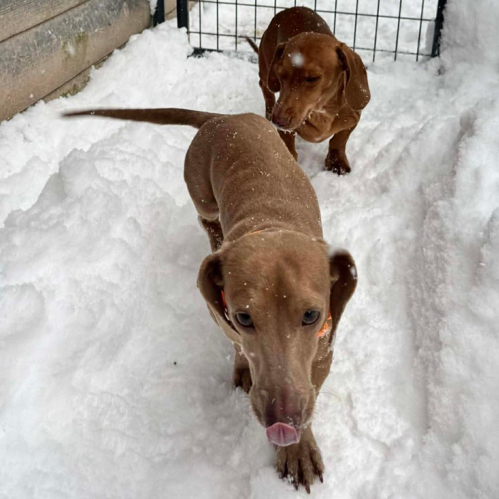 Enlarge CHARLIE, a Adoptable Miniature Dachshund in Union City, PA image 3/6