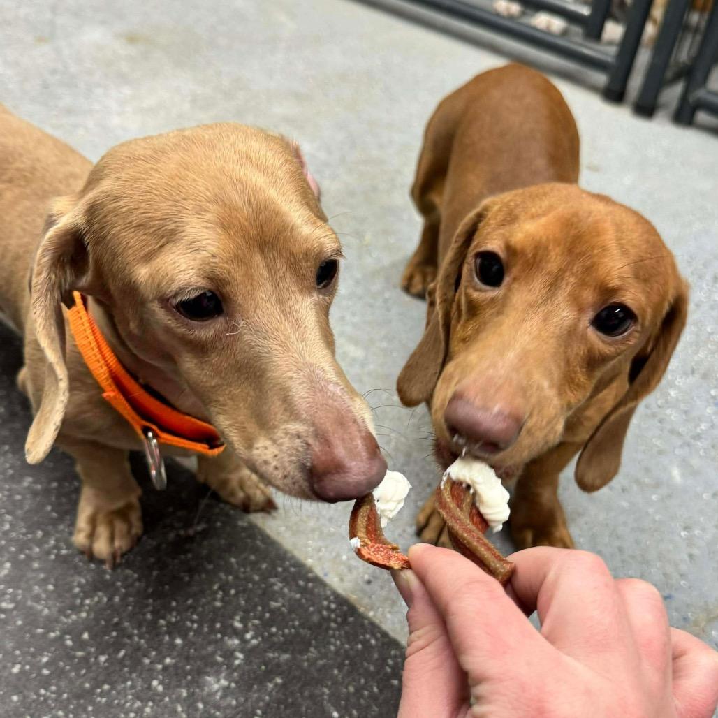 Enlarge CHARLIE, a Adoptable Miniature Dachshund in Union City, PA image 5/6