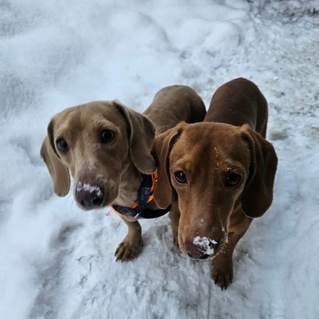Enlarge CHARLIE, a Adoptable Miniature Dachshund in Union City, PA image 6/6