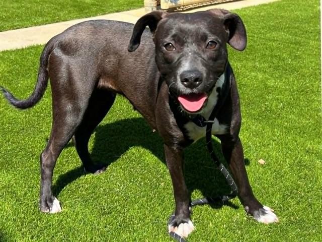 Enlarge LOLA BUNNY, a Adoptable Terrier in Martinez, CA image 1/1