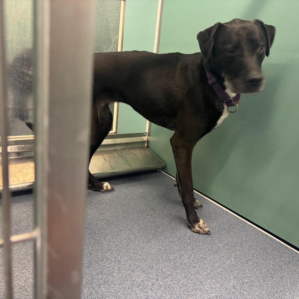 Raven, Adoptable, Adult Female Hound & Labrador Retriever.