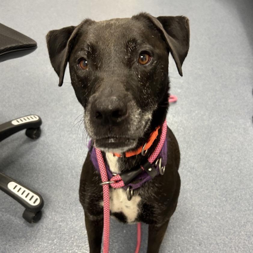 Enlarge Raven, a Adoptable mixed breed in St Joseph, MO image 2/2