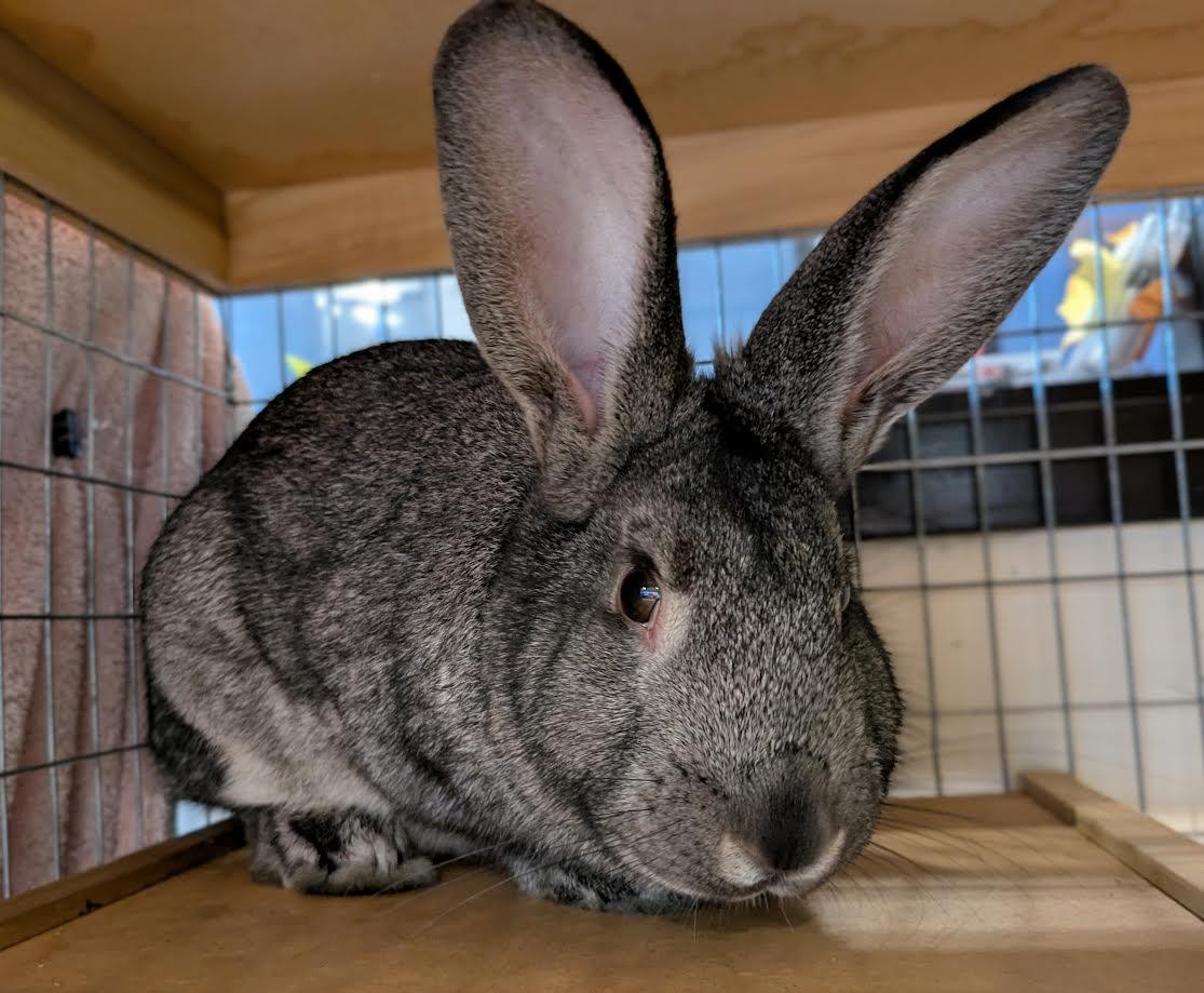 Neil Armstrong, a Adoptable mixed breed in Bellingham, WA image 1/6