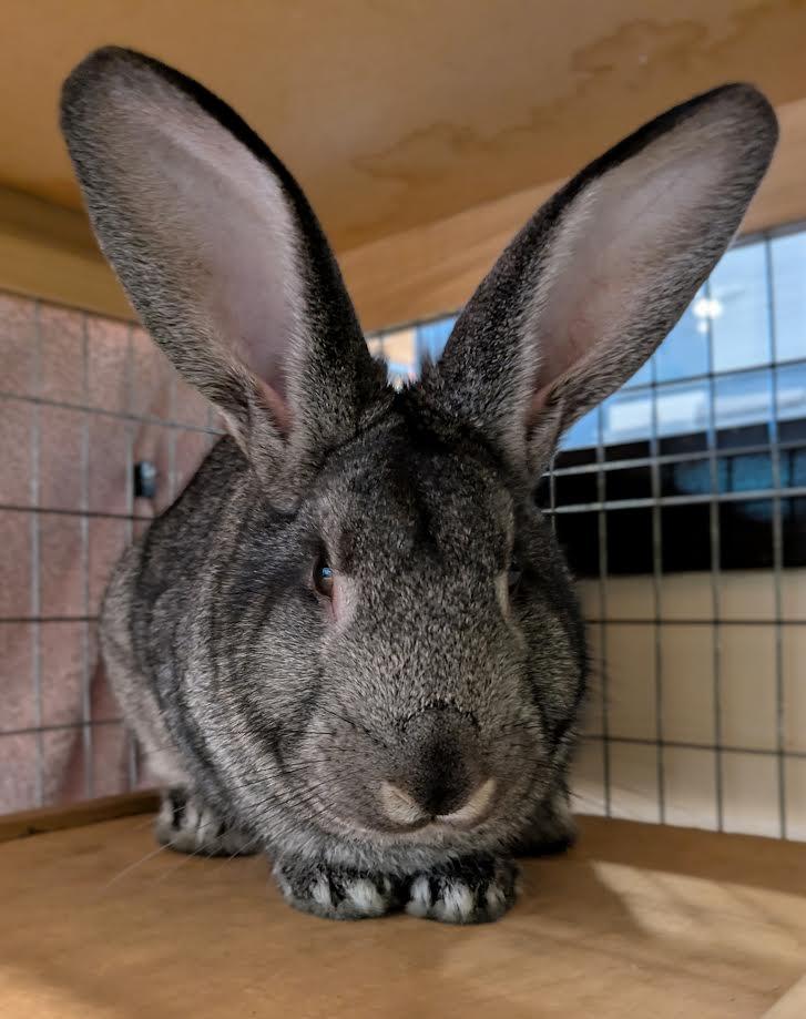 Neil Armstrong, a Adoptable mixed breed in Bellingham, WA image 2/6