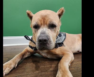 Periwinkle, Adoptable, Young Female Cane Corso.